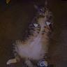 Kitty joined the competition — help win amazing prizes! animal, banana_toy, blanket, carpet, cat, curious, cute, domestic_cat, feline, fluffy, indoor, lying_down, paws_up, pet, red_blanket, relaxed, resting, tabby_cat, toy, white_paws