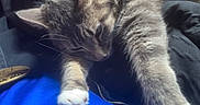 Kitty is registered to the contest to win money with this photo: animal, blue_fabric, cat, comfortable, cozy, cute, feline, fur, indoor, jacket, nap, paws, pet, relaxed, resting, sleeping, soft, sunlight, tabby, whiskers