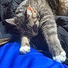 animal, blue_fabric, cat, comfortable, cozy, cute, feline, fur, indoor, jacket, nap, paws, pet, relaxed, resting, sleeping, soft, sunlight, tabby, whiskers