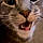 Kitty