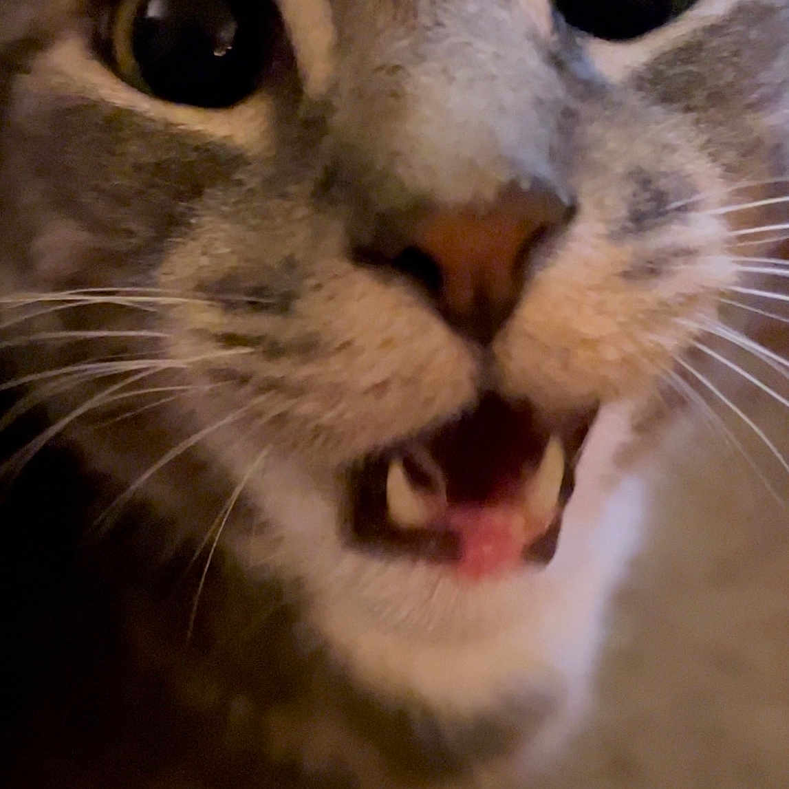 Kitty