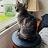 Kitty joined the competition — help win amazing prizes! animal, bed, blanket, cat, cozy, curtains, daylight, domestic, furniture, gray_tabby, greenery, houseplant, indoor, lamp, looking_outside, pet, relaxed, side_table, stool, window