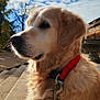 dog, golden_retriever, pet, animal, collar, leash, outdoor, steps, sky, clouds, sunlight, fur, canine, close_up, nature, daytime, park, portrait, mammal, alert