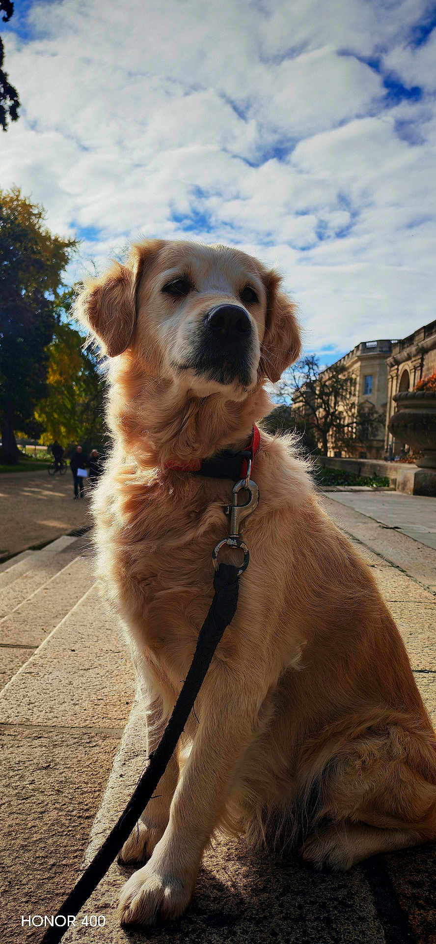 Jaïne participe au concours pour gagner de l'argent avec cette photo : dog, golden_retriever, leash, outdoor, steps, sky, clouds, trees, park, collar, pet, canine, animal, sitting, daylight, building, sidewalk, nature, portrait, calm