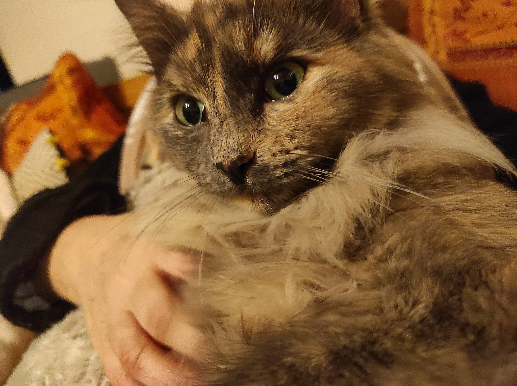 Myrtille participe au concours pour gagner de l'argent avec cette photo : carnivore, cat, claw, domestic_short_haired_cat, ear, fawn, felidae, fur, hand, paw, plant, small_to_medium_sized_cats, snout, terrestrial_animal, tree, whiskers, wildlife