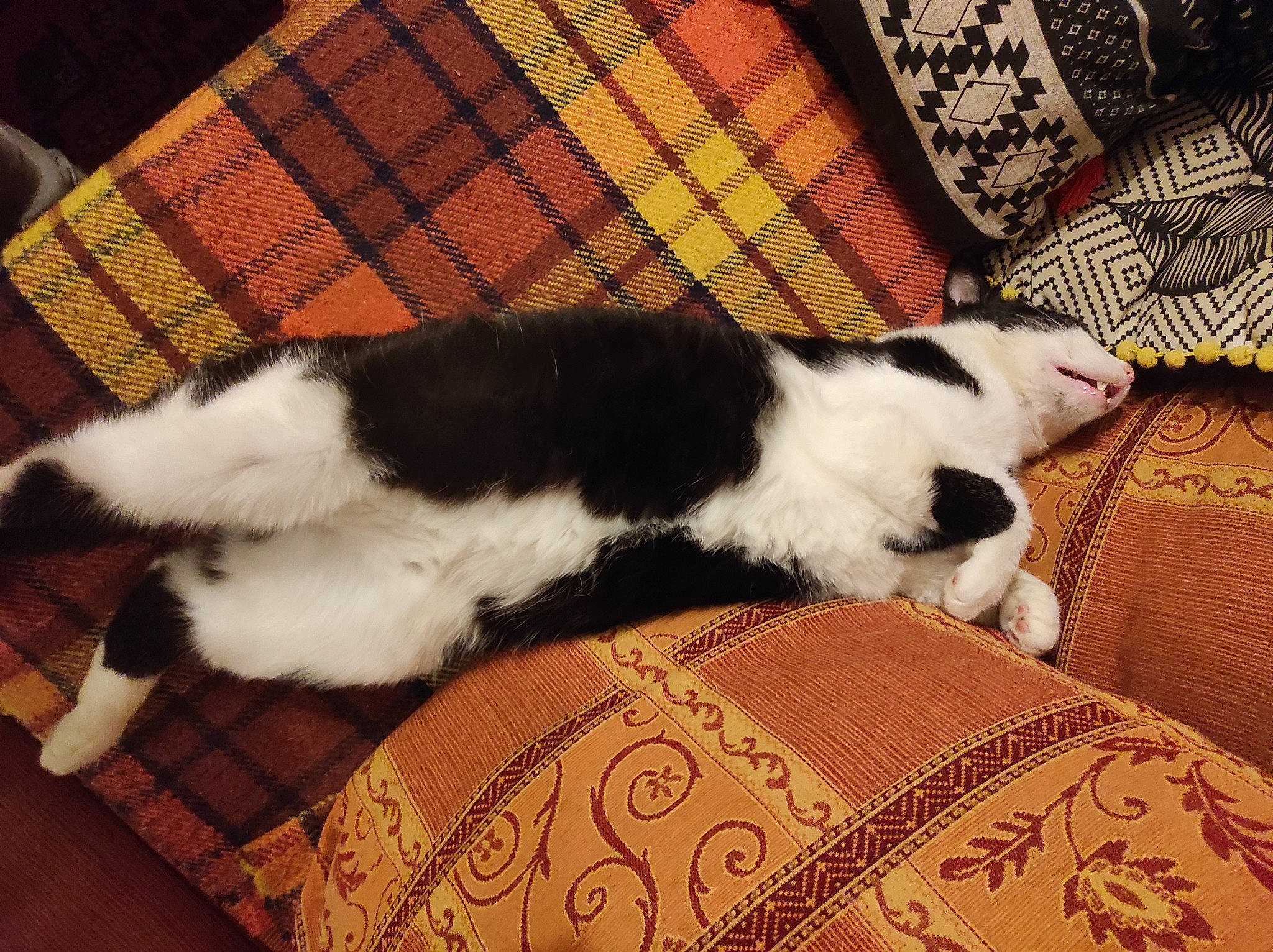 Ricky a rejoint le concours — aidez-le/la à gagner de superbes lots ! carnivore, cat, cat_supply, comfort, companion_dog, domestic_short_haired_cat, felidae, flooring, fur, hardwood, human_leg, lap, linens, pattern, small_to_medium_sized_cats, tail, textile, tints_and_shades, whiskers, wood