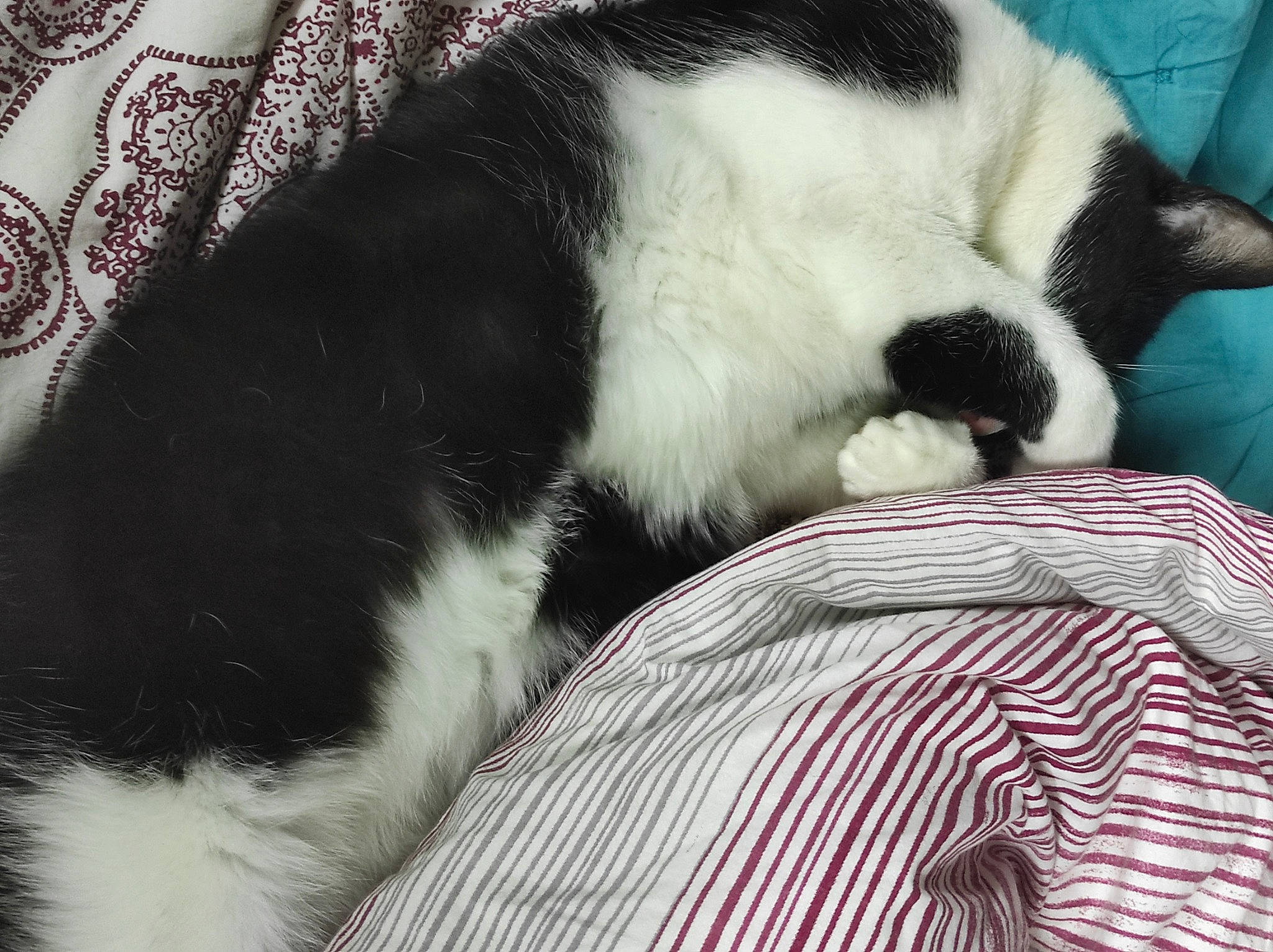 Ricky a rejoint le concours — aidez-le/la à gagner de superbes lots ! carnivore, cat, claw, comfort, companion_dog, curtain, dog_breed, domestic_short_haired_cat, felidae, fur, mammal, nap, pattern, paw, small_to_medium_sized_cats, snout, tail, terrestrial_animal, textile, whiskers