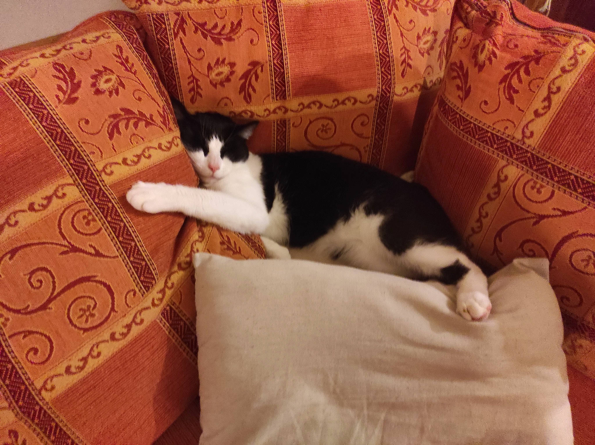 Ricky participe au concours pour gagner de l'argent avec cette photo : bedding, brown, carnivore, cat, comfort, couch, domestic_short_haired_cat, fawn, felidae, flooring, fur, hardwood, human_leg, linens, pattern, room, small_to_medium_sized_cats, tail, whiskers, wood