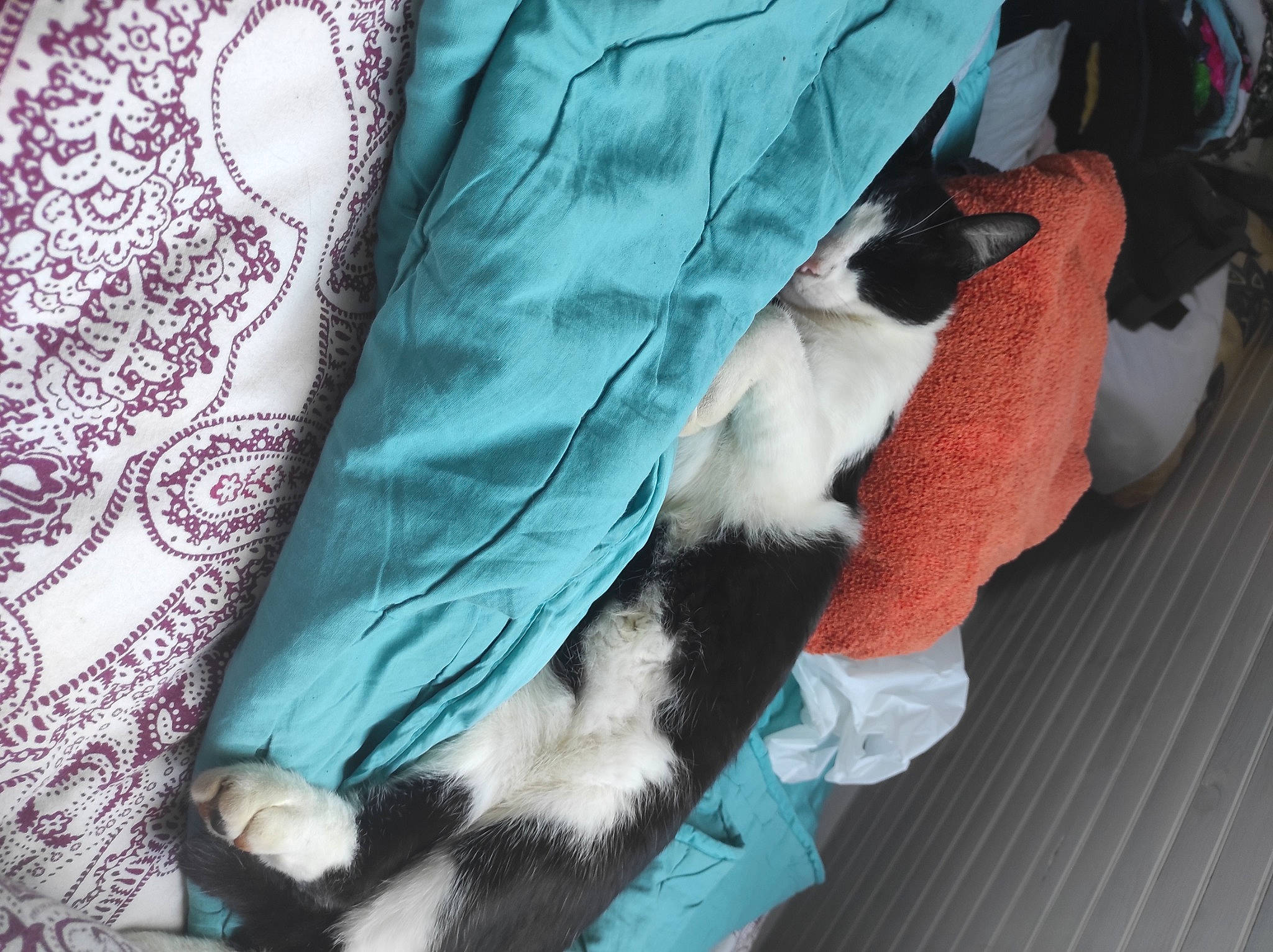 Ricky a rejoint le concours — aidez-le/la à gagner de superbes lots ! carnivore, cat, claw, comfort, companion_dog, dog_breed, domestic_short_haired_cat, electric_blue, felidae, fur, human_leg, linens, pattern, paw, sleeve, small_to_medium_sized_cats, tail, textile, thigh, whiskers