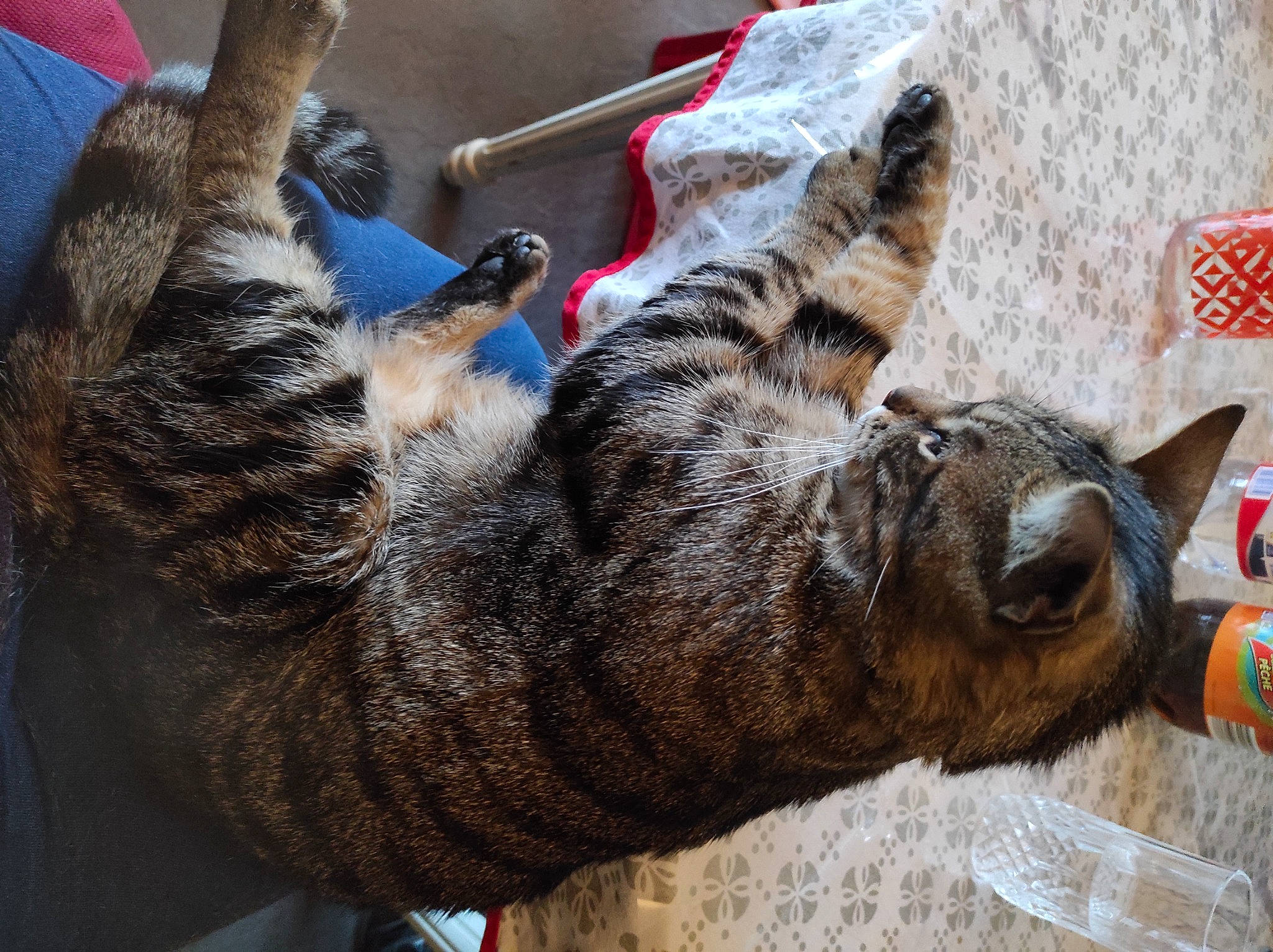 Grisou participe au concours pour gagner de l'argent avec cette photo : carnivore, cat, claw, comfort, dog_breed, domestic_short_haired_cat, felidae, fur, mammal, paw, small_to_medium_sized_cats, snout, sporting_group, tail, terrestrial_animal, vertebrate, whiskers