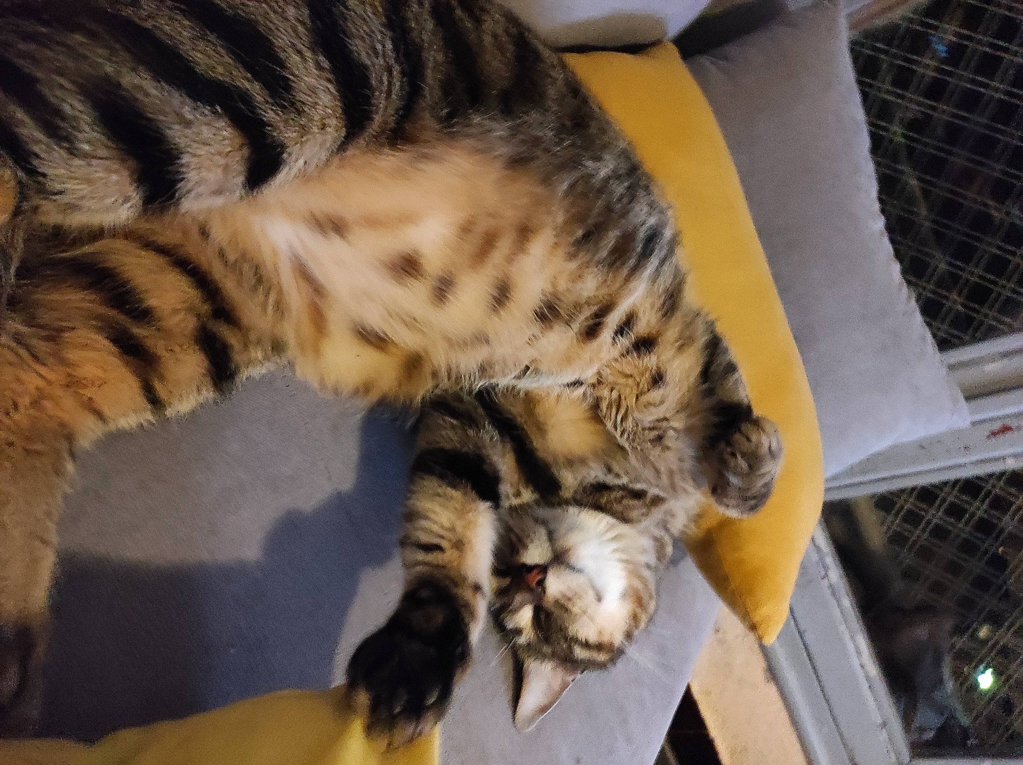 Grisou participe au concours pour gagner de l'argent avec cette photo : big_cats, carnivore, cat, chair, claw, comfort, domestic_short_haired_cat, felidae, fur, mesh, nap, paw, small_to_medium_sized_cats, snout, tail, terrestrial_animal, whiskers