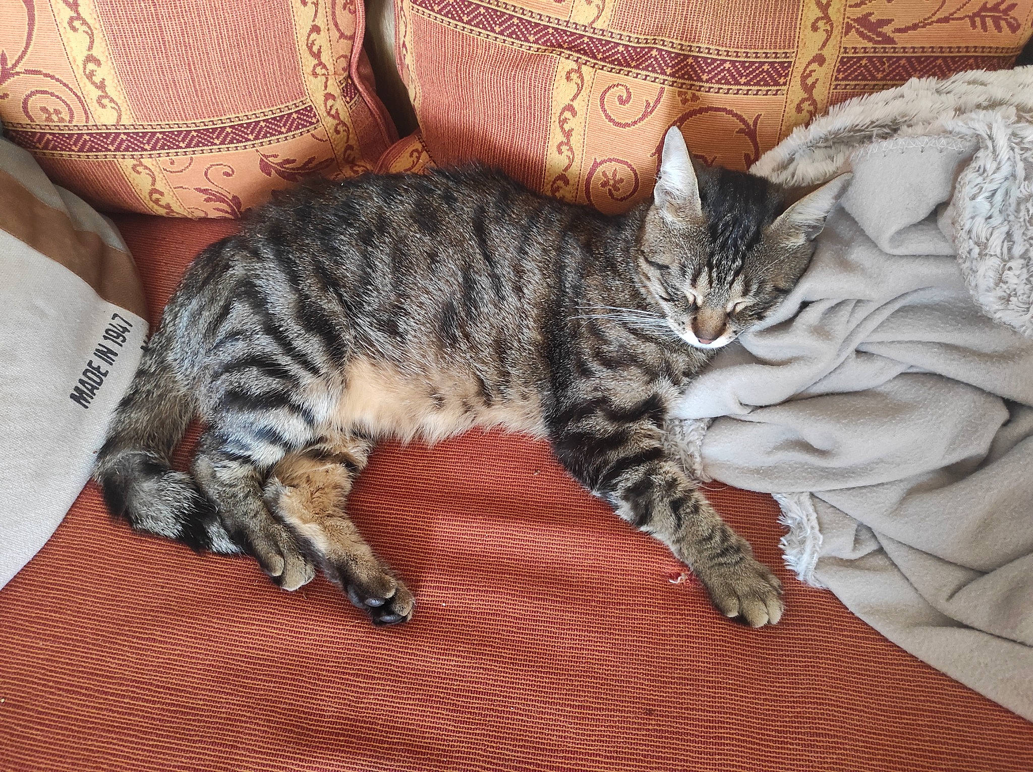 Grisou participe au concours pour gagner de l'argent avec cette photo : carnivore, cat, claw, comfort, domestic_short_haired_cat, felidae, fur, grey, nap, pattern, paw, sleep, small_to_medium_sized_cats, tail, terrestrial_animal, whiskers