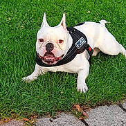 Pogo participe au concours pour gagner de l'argent avec cette photo : dog, bulldog, white_dog, pet, grass, lawn, outdoor, canine, happy, animal, portrait, leash, black_harness, ears, tongue, pavement, sunlight, nature, friendly, resting
