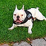 dog, bulldog, white_dog, pet, grass, lawn, outdoor, canine, happy, animal, portrait, leash, black_harness, ears, tongue, pavement, sunlight, nature, friendly, resting