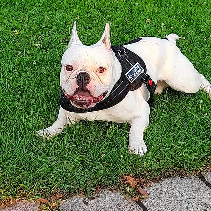 Pogo participe au concours pour gagner de l'argent avec cette photo : animal, black_harness, bulldog, canine, dog, ears, friendly, grass, happy, lawn, leash, nature, outdoor, pavement, pet, portrait, resting, sunlight, tongue, white_dog