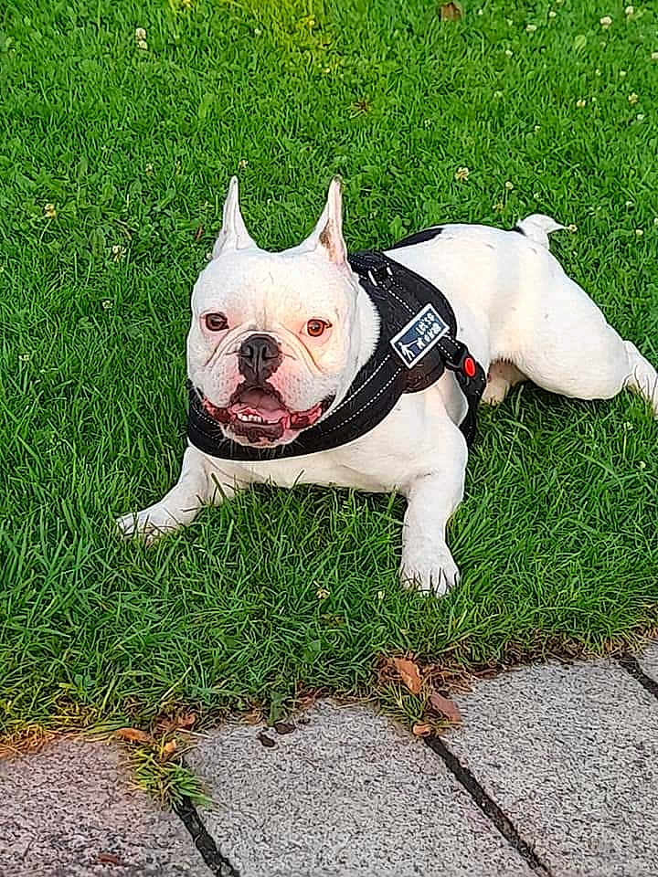 Pogo participe au concours pour gagner de l'argent avec cette photo : dog, bulldog, white_dog, pet, grass, lawn, outdoor, canine, happy, animal, portrait, leash, black_harness, ears, tongue, pavement, sunlight, nature, friendly, resting