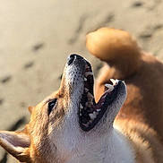 Wander joined the competition — help win amazing prizes! animal, canine, close_up, dog, ears, fur, happy, joyful, lying_down, mouth_open, nose, outdoor, pet, playful, sand, shallow_depth_of_field, smiling, sunlight, teeth, tongue