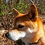 Wander joined the competition — help win amazing prizes! animal, background, brown, canine, close_up, collar, daylight, dog, ears, fur, leafless_branches, nature, outdoor, pet, profile, shiba_inu, snout, sunlight, whiskers, white