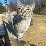 Julie joined the competition — help win amazing prizes! cat, feline, outdoor, wooden_railing, sunlight, blue_sky, trees, tail, whiskers, animal, pet, nature, daytime, close_up, portrait, curious, striped, mammal, balance, majestic