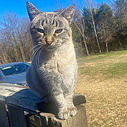 Julie is registered to the contest to win money with this photo: cat, tabby, outdoor, fence, wood, animal, pet, sunlight, blue_sky, grass, tree, nature, mammal, whiskers, ears, sitting, daylight, closeup, portrait, background