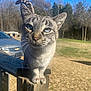 Julie is registered to the contest to win money with this photo: cat, blue_eyes, wooden_post, outdoor, daylight, car, grass, trees, animal, pet, close_up, feline, curious, sunny, nature, wildlife, mammal, whiskers, portrait, background