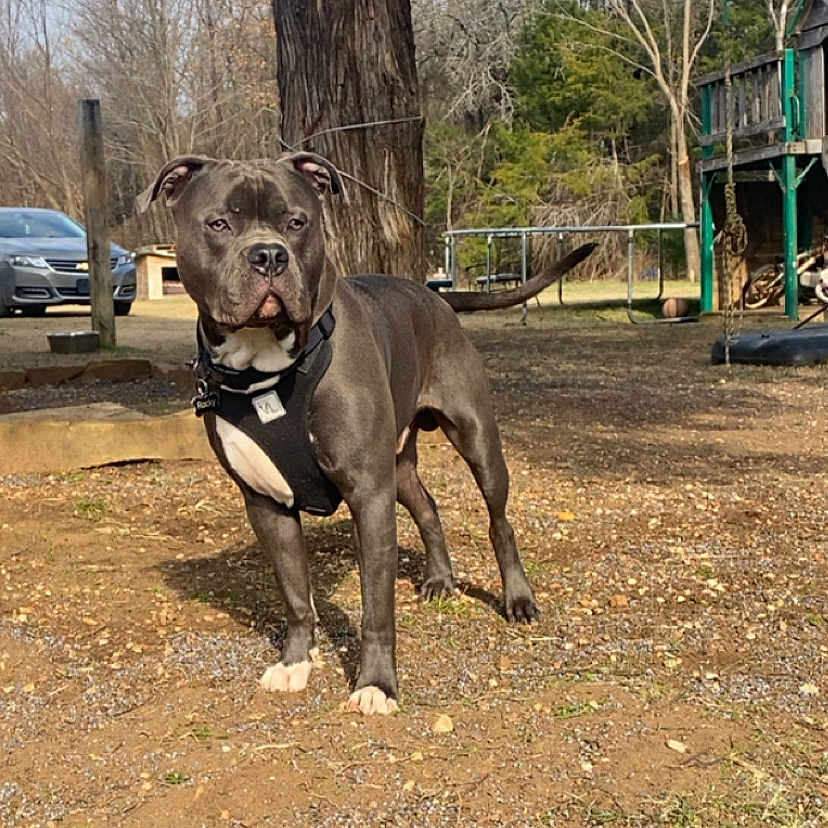 Rocky joined the competition — help win amazing prizes! animal, backyard, brown_ground, canine, car, daylight, dirt, dog, fence, grass, harness, leash, nature, outdoor, parked_car, pet, playground, sky, swing, tree