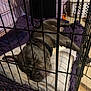dog, crate, blanket, pillow, sleeping, pet, collar, indoor, resting, cage, floor, metal, home, animal, comfort, relaxation, canine, furniture, quiet, domestic
