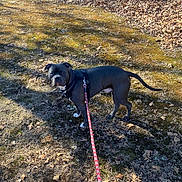 Rocky joined the competition — help win amazing prizes! animal, black_dog, canine, curious, daylight, dog, fall, forest, ground, harness, leaf, leash, moss, nature, outdoor, park, pet, shadow, tree, walking