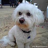 Enzo participe au concours pour gagner de l'argent avec cette photo : animal, ball, canine, chair, dog, eskimodog, furniture, grass, indoors, interiordesign, pet, plant, poodle, puppy, sport, table, tennis, tennisball, terrier, whitedog