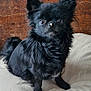dog, black_dog, small_dog, fluffy, pet, indoor, cushion, wooden_wall, curious_eyes, sitting, fur, animal, companion, cute, domestic_animal, portrait, canine, looking, furniture, home