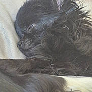 Ruby a rejoint le concours — aidez-le/la à gagner de superbes lots ! dog, sleeping, black_fur, close_up, cushion, resting, pet, animal, cozy, fur, indoors, peaceful, relaxing, cute, mammal, portrait, snout, whiskers, domestic_animal, companion