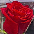 Roseline R.