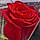 Roseline R.
