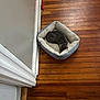 cat, pet_bed, sleeping, gray_cat, wooden_floor, toys, cozy, indoor, furniture, resting, animal, domestic_cat, flooring, corner, relaxation, soft_bed, collar, quiet, home, comfort