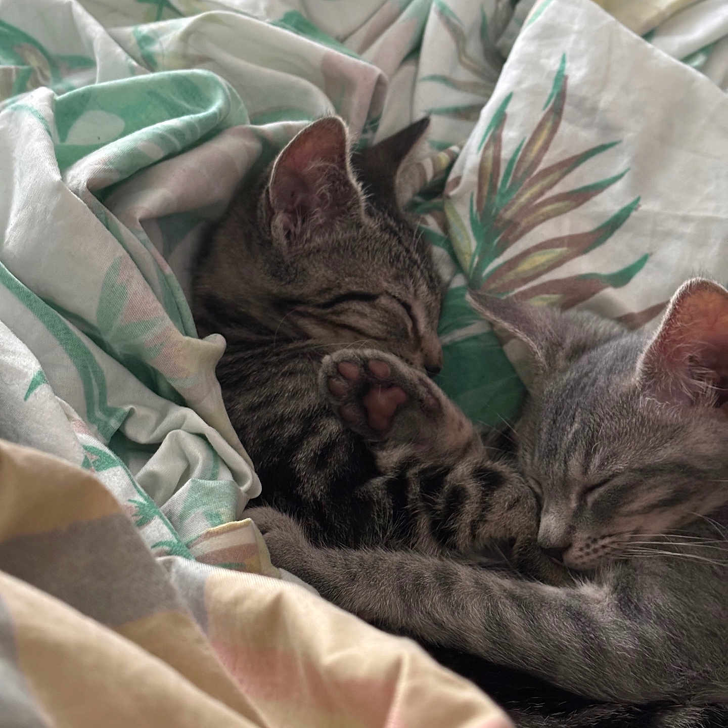 Nemo And Lilo