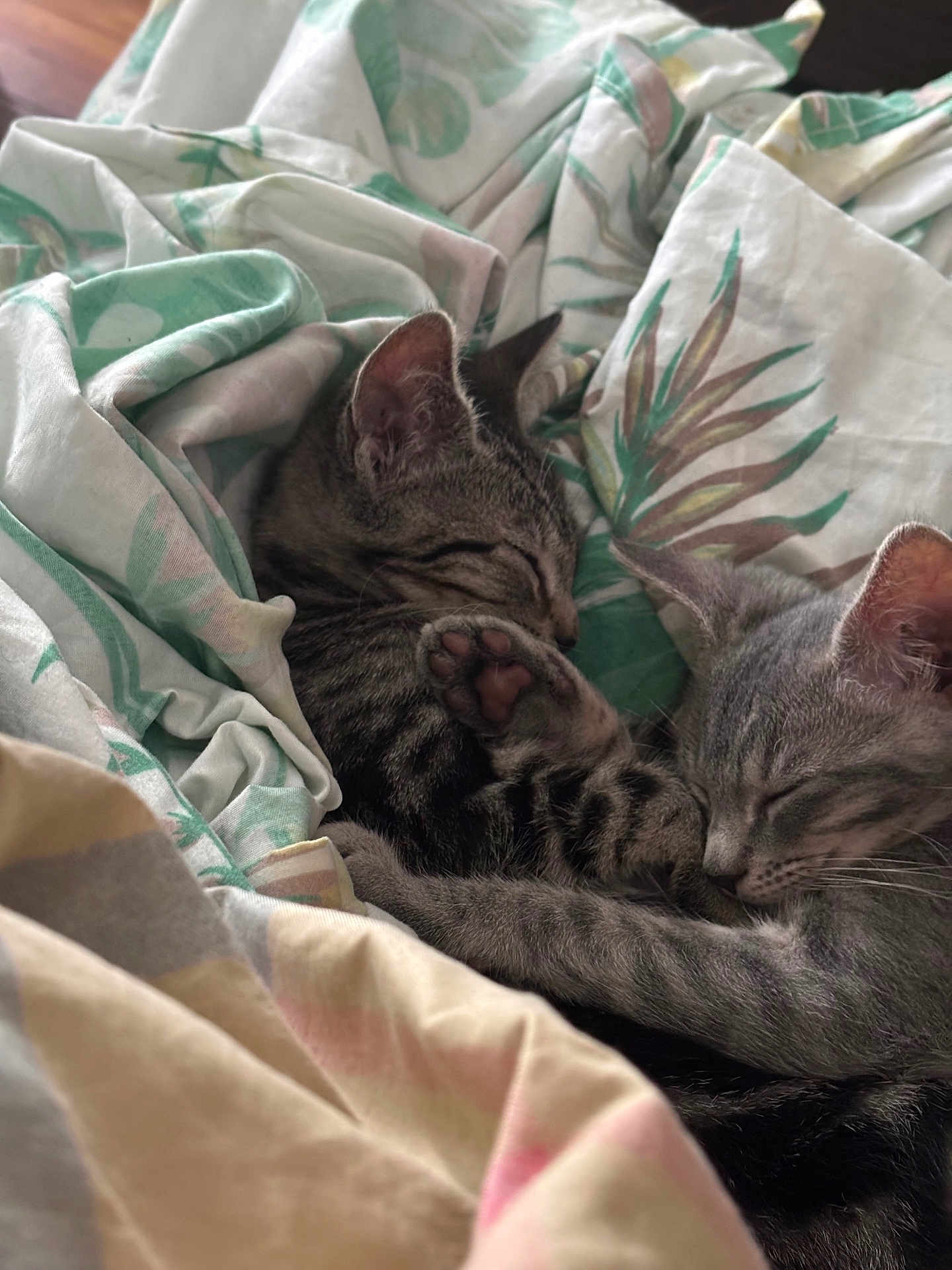 Nemo And Lilo