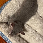Nemo is registered to the contest to win money with this photo: kitten, sleeping, cat, pet_bed, cozy, gray, fur, animal, indoor, resting, cute, soft, texture, wood_floor, young, mammal, domestic, peaceful, comfort, closeup