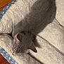 kitten, sleeping, cat, pet_bed, cozy, gray, fur, animal, indoor, resting, cute, soft, texture, wood_floor, young, mammal, domestic, peaceful, comfort, closeup