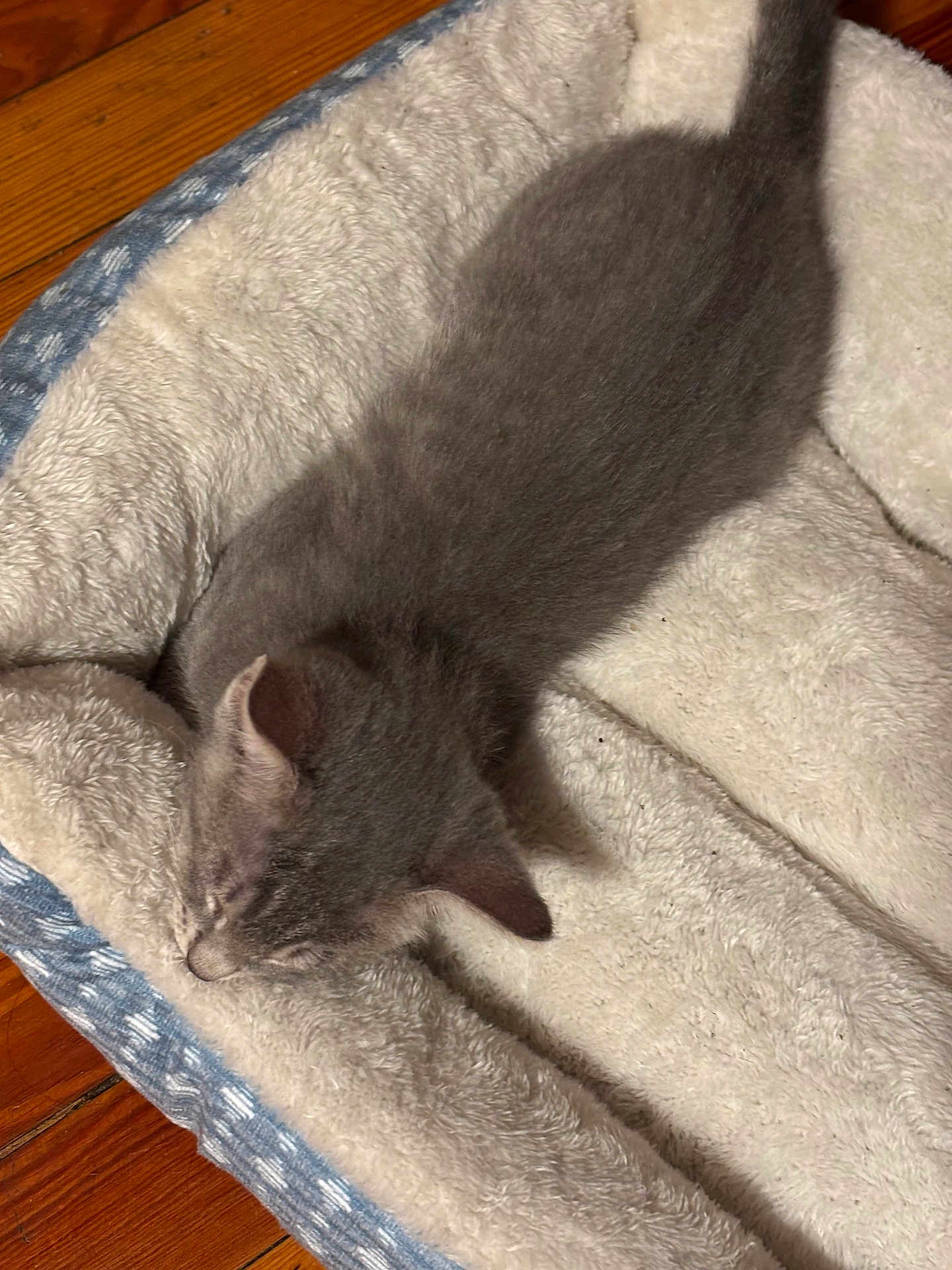 Nemo