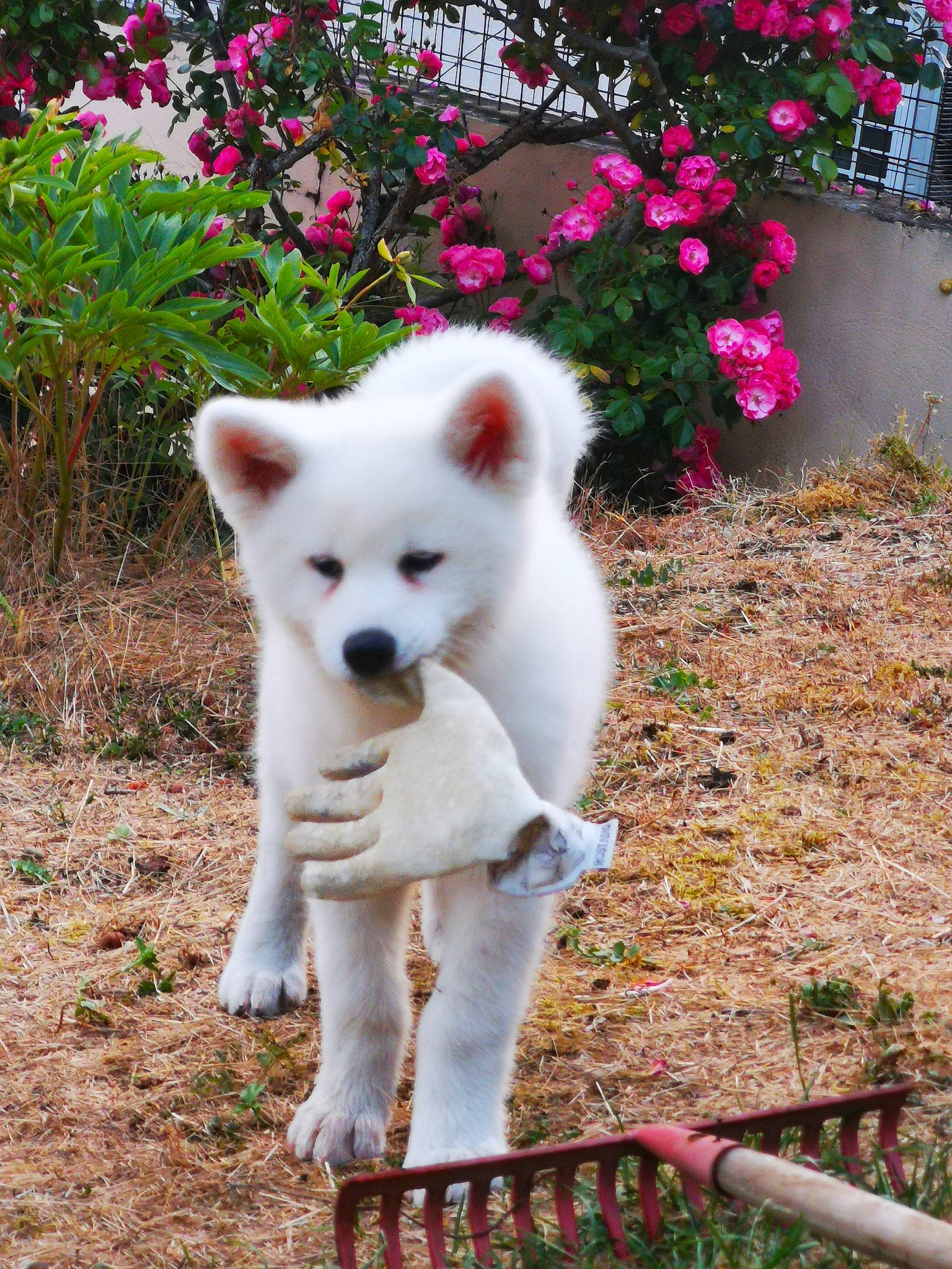 Shinobi a rejoint le concours — aidez-le/la à gagner de superbes lots ! american_eskimo_dog, ancient_dog_breeds, canidae, carnivore, companion_dog, dog, dog_breed, fawn, fence, flower, grass, indian_spitz, non_sporting_group, plant, snout, sporting_group, tail, terrestrial_animal, tree, working_animal