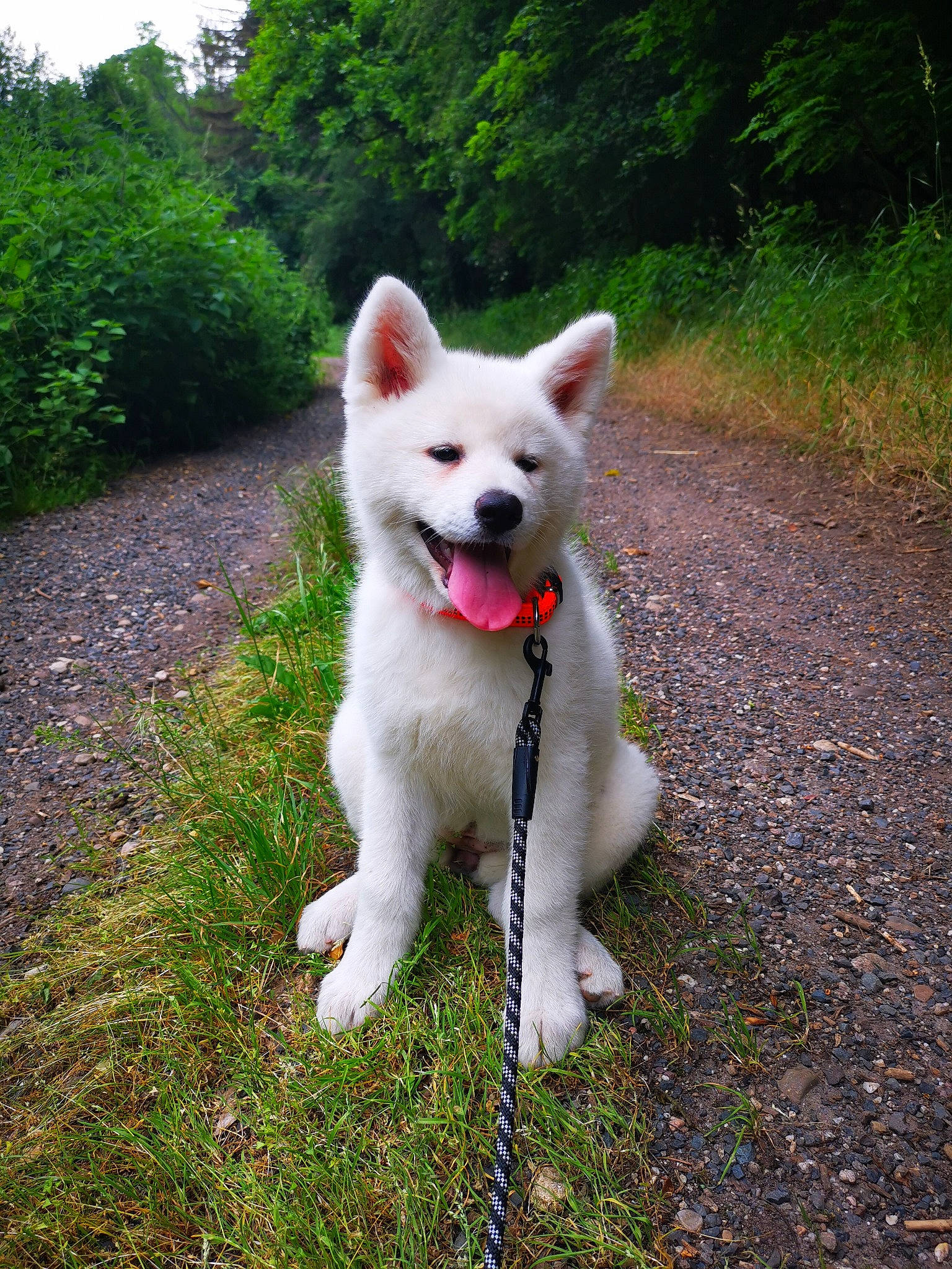 Shinobi a rejoint le concours — aidez-le/la à gagner de superbes lots ! american_eskimo_dog, ancient_dog_breeds, canidae, canis, carnivore, collar, companion_dog, dog, dog_breed, grass, indian_spitz, plant, snout, spitz, sporting_group, tail, terrestrial_animal, tree, working_animal, working_dog