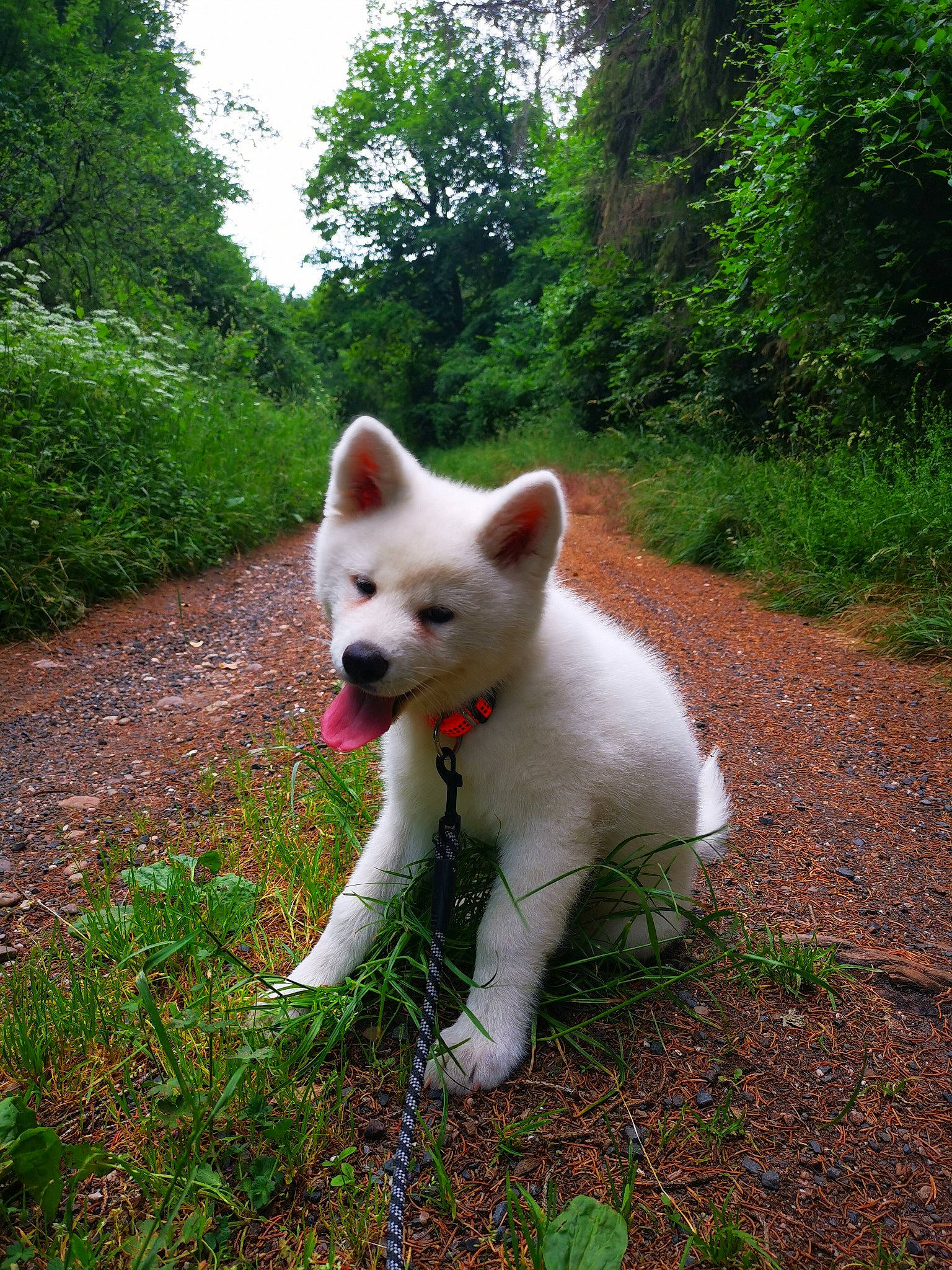 Shinobi a rejoint le concours — aidez-le/la à gagner de superbes lots ! canidae, carnivore, collar, companion_dog, dog, dog_breed, fawn, grass, natural_environment, non_sporting_group, plant, shrub, sky, snout, sporting_group, tail, terrestrial_animal, tree, walking, working_animal