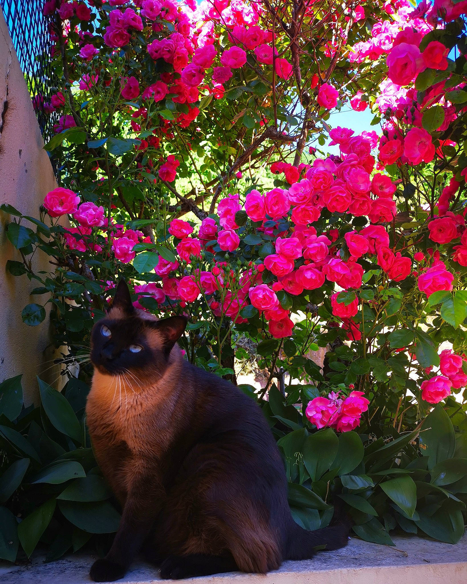 Capsule a rejoint le concours — aidez-le/la à gagner de superbes lots ! annual_plant, beauty, botany, branch, carnivore, cat, felidae, flower, flowering_plant, leaf, magenta, nature, petal, pink, plant, shrub, small_to_medium_sized_cats, tints_and_shades, tree, whiskers