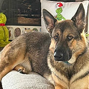 Max is registered to the contest to win money with this photo: german_shepherd, dog, pet, indoors, ottoman, pillow, grinch, plush_toy, holiday, christmas, fur, animal, mammal, brown, black, face, ears, resting, looking, cozy