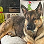 german_shepherd, dog, pet, indoors, ottoman, pillow, grinch, plush_toy, holiday, christmas, fur, animal, mammal, brown, black, face, ears, resting, looking, cozy
