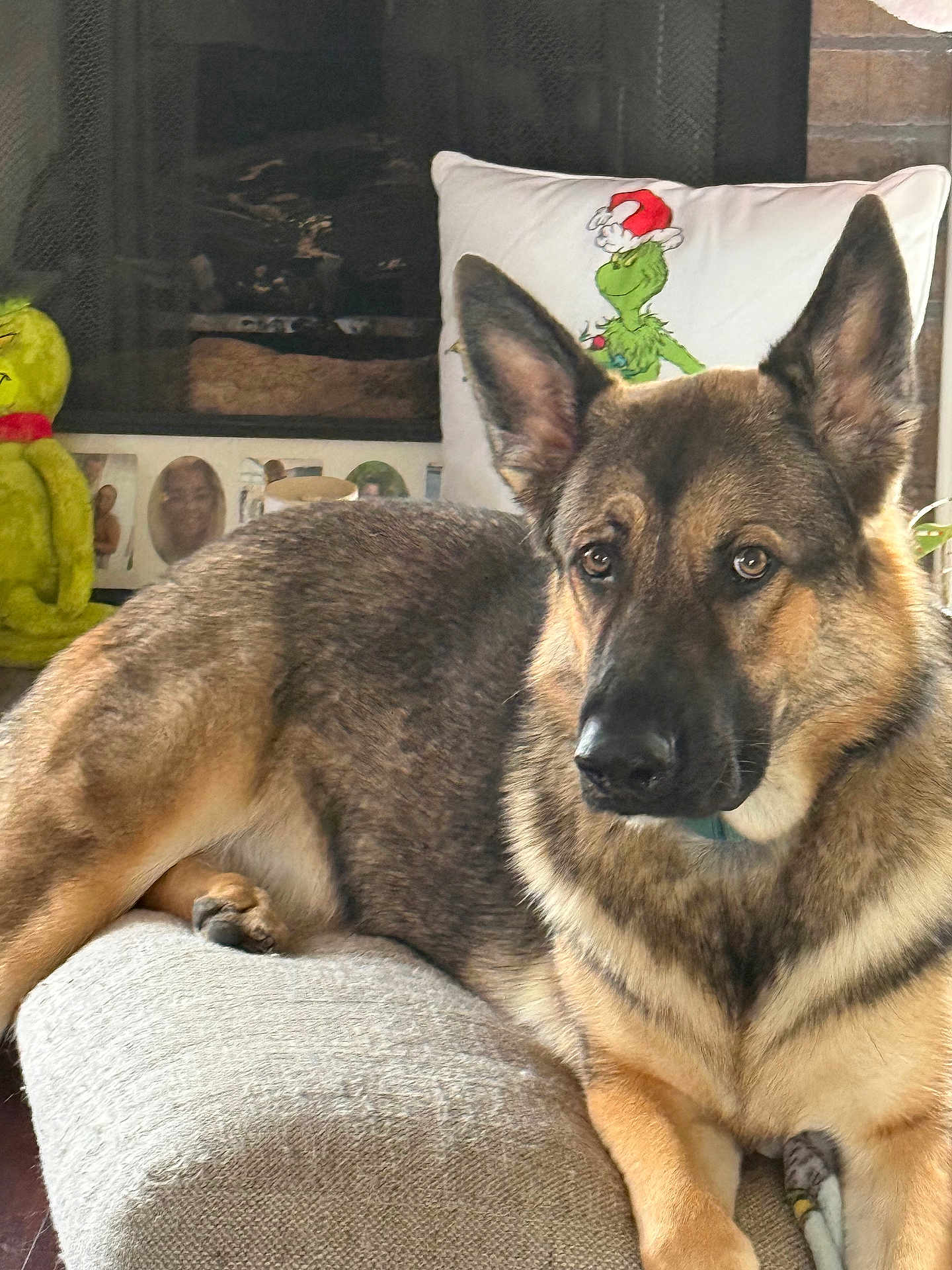 Max is registered to the contest to win money with this photo: german_shepherd, dog, pet, indoors, ottoman, pillow, grinch, plush_toy, holiday, christmas, fur, animal, mammal, brown, black, face, ears, resting, looking, cozy
