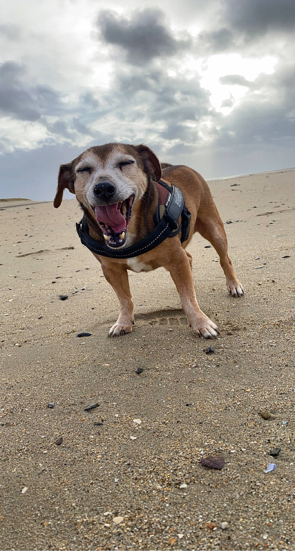 Eliott participe au concours pour gagner de l'argent avec cette photo : ball, canidae, carnivore, cloud, collar, companion_dog, dog, dog_breed, dog_clothes, dog_collar, dog_supply, fawn, landscape, leash, sand, sky, snout, soil, sporting_group, working_animal
