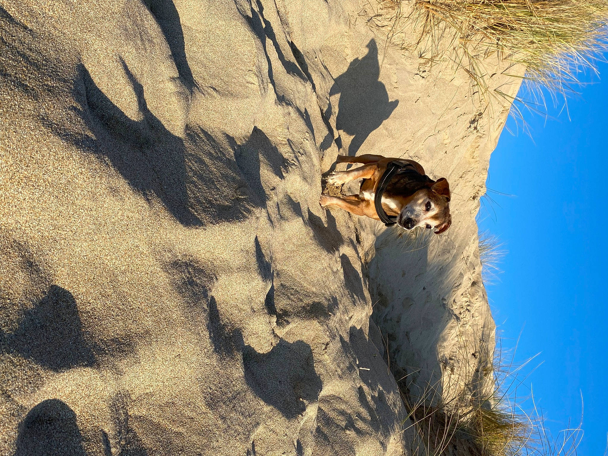 Eliott participe au concours pour gagner de l'argent avec cette photo : beak, duck, ecoregion, grass, landscape, people_in_nature, plant, reflection, rock, sand, shadow, sky, soil, sunlight, tail, tree, trunk, wildlife, winter, wood
