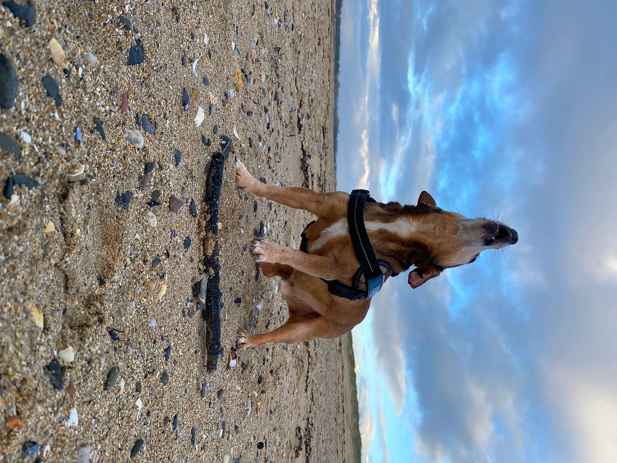Eliott participe au concours pour gagner de l'argent avec cette photo : adventure, beach, canidae, carnivore, cloud, dog, dog_breed, fawn, fun, landscape, leisure, recreation, shadow, sky, sporting_group, swimwear, water, window, wood, working_animal