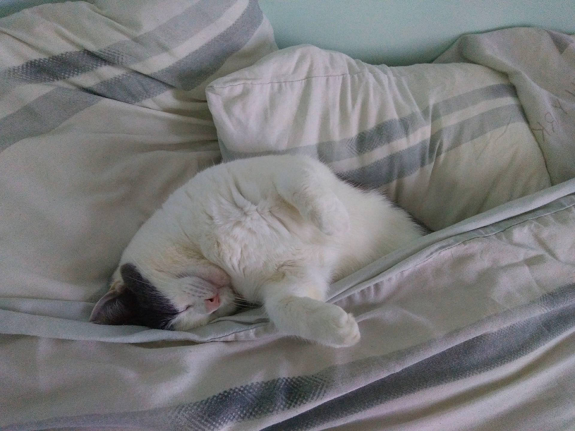 Rebelle a rejoint le concours — aidez-le/la à gagner de superbes lots ! bed_sheet, bedding, carnivore, cat, comfort, companion_dog, duvet, fawn, felidae, fur, linens, nap, room, sleep, small_to_medium_sized_cats, sporting_group, tail, terrestrial_animal, textile, whiskers